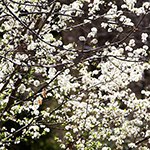 100 Pics Spring Answers Level 46
