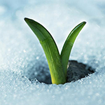 100 Pics Spring Answers Level 53