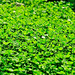 100 Pics Spring Answers Level 58