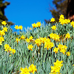 100 Pics Spring Answers Level 59