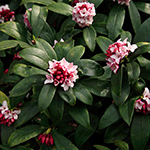 100 Pics Spring Answers Level 60