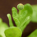 100 Pics Spring Answers Level 75