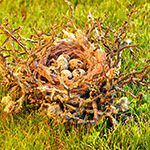 100 Pics Spring Answers Level 77