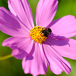 100 Pics Spring Answers Level 78