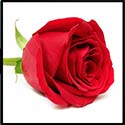 100 Pics Valentines Day Answers Level 2