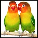 100 Pics Valentines Day Answers Level 39