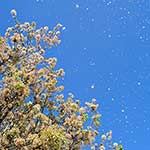 100 Pics Weather Answers Level 40