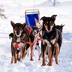 100 Pics Winter Sports Answers Level 17