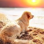 100 Pics Desert Island Answers Level 8