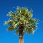 100 Pics Desert Island Answers Level 17