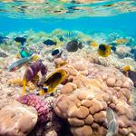 100 Pics Desert Island Answers Level 23