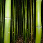 100 Pics Desert Island Answers Level 60