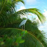 100 Pics Desert Island Answers Level 62