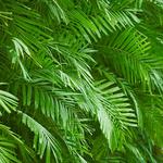 100 Pics Desert Island Answers Level 65