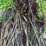 100 Pics Desert Island Answers Level 73