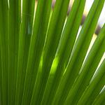 100 Pics Desert Island Answers Level 84