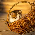 100 Pics Pets Answers Level 1