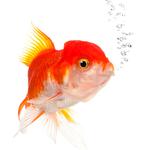 100 Pics Pets Answers Level 7