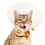 100 Pics Pets Answers Level 15