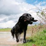 100 Pics Pets Answers Level 16