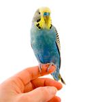 100 Pics Pets Answers Level 28
