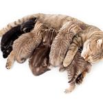 100 Pics Pets Answers Level 31