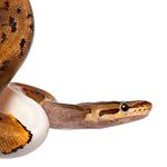 100 Pics Pets Answers Level 34