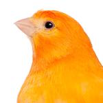 100 Pics Pets Answers Level 40