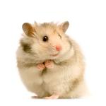 100 Pics Pets Answers Level 47