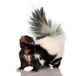 100 Pics Pets Answers Level 50