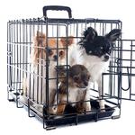 100 Pics Pets Answers Level 55