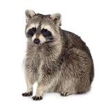 100 Pics Pets Answers Level 61