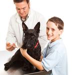 100 Pics Pets Answers Level 72