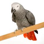 100 Pics Pets Answers Level 73