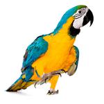 100 Pics Pets Answers Level 76
