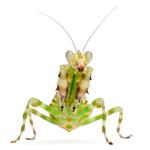 100 Pics Pets Answers Level 79