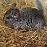 100 Pics Pets Answers Level 84