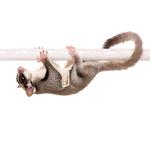 100 Pics Pets Answers Level 97