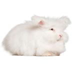 100 Pics Pets Answers Level 99