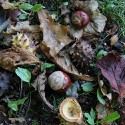 100 Pics Autumn Answers Level 40