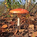 100 Pics Autumn Answers Level 91