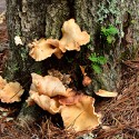 100 Pics Autumn Answers Level 93