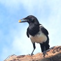 100 pics M Is For answers Magpie