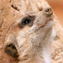 100 pics M Is For answers Meerkat