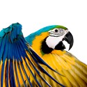 100 pics M Is For answers Macaw