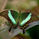 100 Pics level 1 Animals