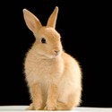 100 Pics level 3 Animals
