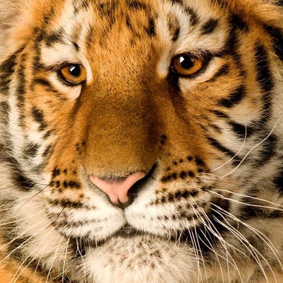 100 Pics level 4 Animals