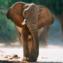 100 Pics level 5 Animals