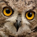 100 Pics level 6 Animals